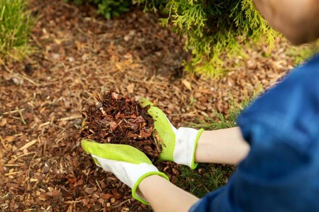 Gloved hands applying mulch around the base plants