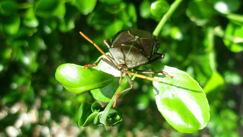 Bronze Orange Bug LS (2)