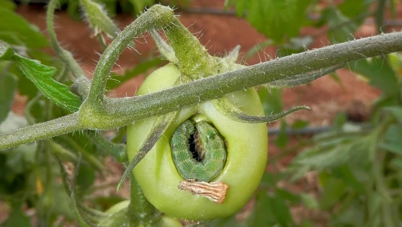 Budworm in an unripe tomato fruit