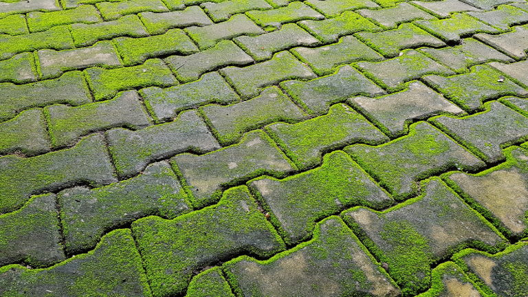 Moss Pavement Image