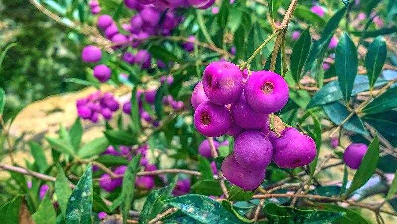 Syzygium Acmena Smithii Fruits Lilly Pilly