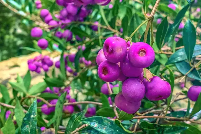 Syzygium Acmena Smithii Fruits Lilly Pilly