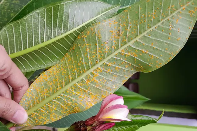 Rusty yellow pustules on the back of a Frangipani leaf, caused by the disease Frangipani Rust
