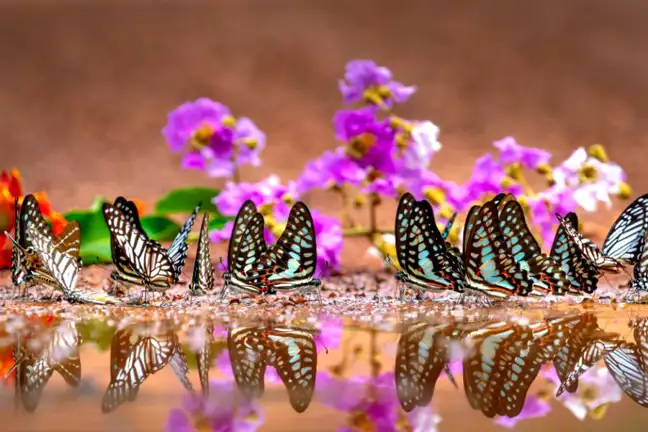 Butterflies drinking from a puddler