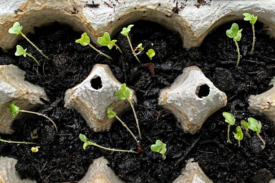 broccoli seedling growing in egg carton