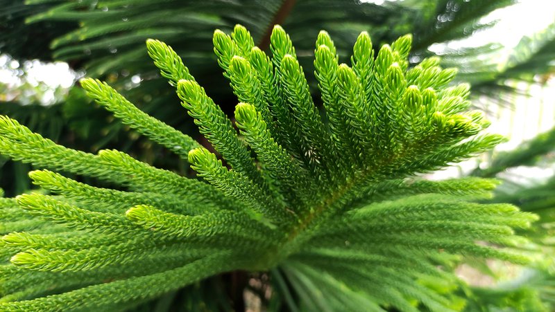 Image above: Norfolk Island Pines (Aracucaria heterophylla)