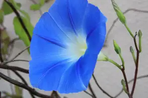 Convolvulus 2