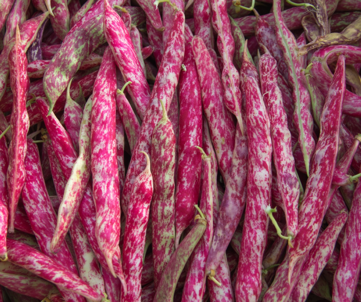 Beans Dwarf Borlotti Garden Seeds Yates Australia