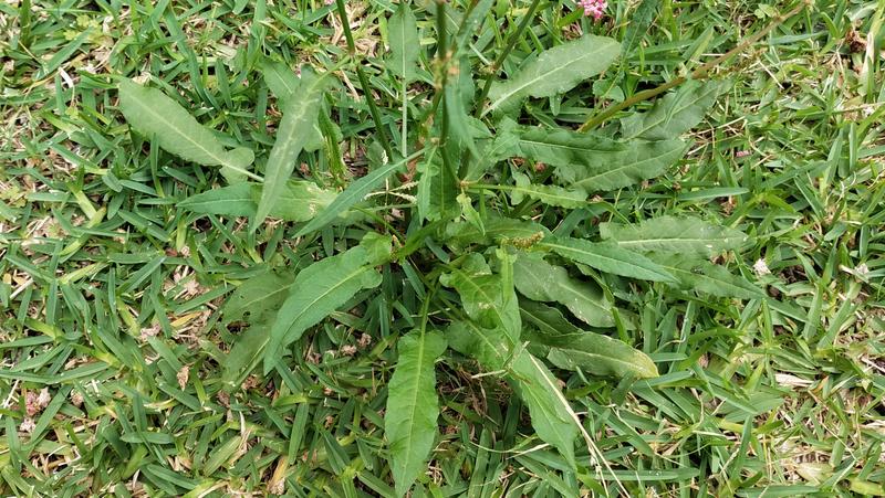 sorrel plant growing in a buffalo lawn growing in a rosette shape about 35 cm tall