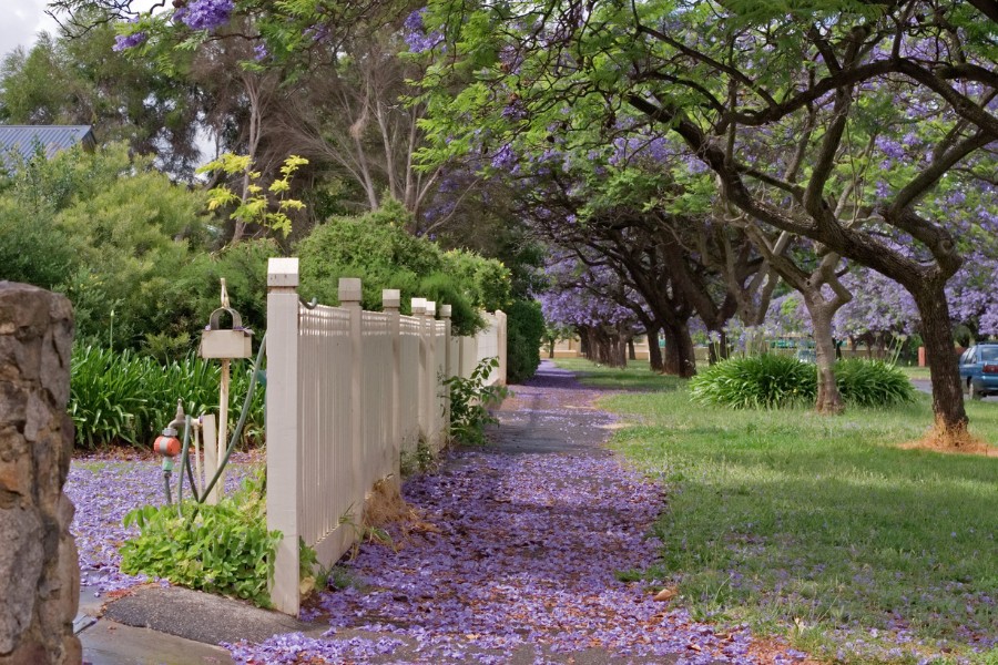 Fallen Jacaranda blooms on lawns and paths