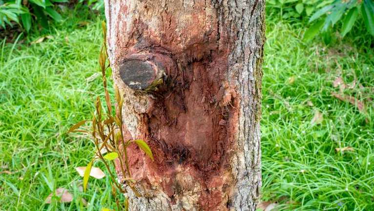 How to Get Rid of Cankers in Your Garden | Yates Australia