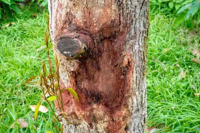 How to Get Rid of Cankers in Your Garden | Yates Australia