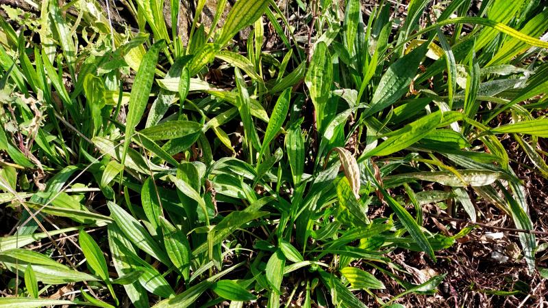 a patch of lamb's tongue plantain growing in a garden bed