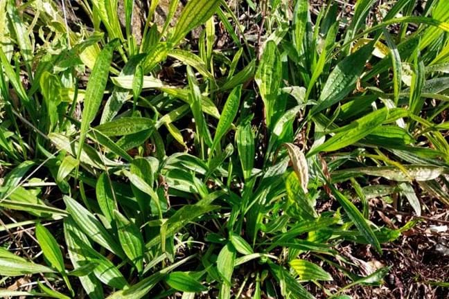 a patch of lamb's tongue plantain growing in a garden bed