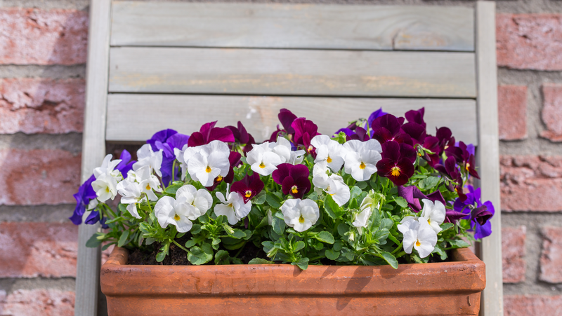 Violas Pansies Pot Trough