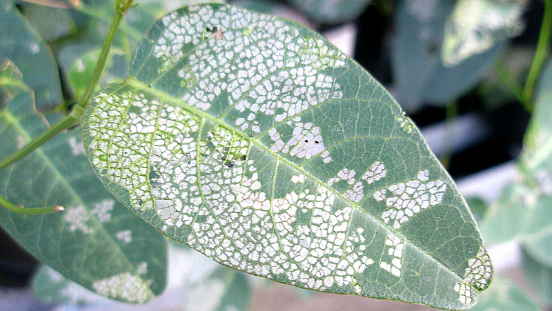 Caterpillar Skeletonised Leaf Elise Dando