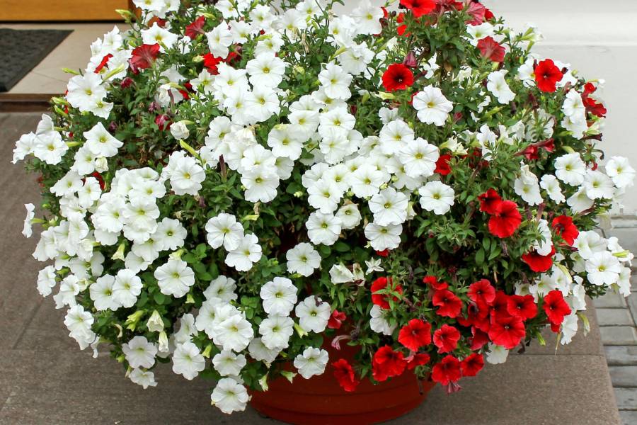 Red and white petunias