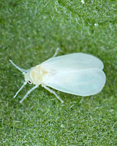 Whitefly Control in Your Garden