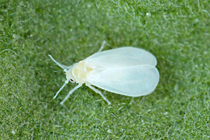 Whitefly Control in Your Garden