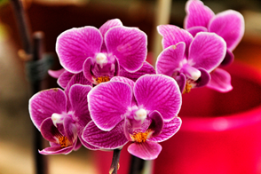 Moth Orchid (phalenopsis spp.) - bright pink flowers
