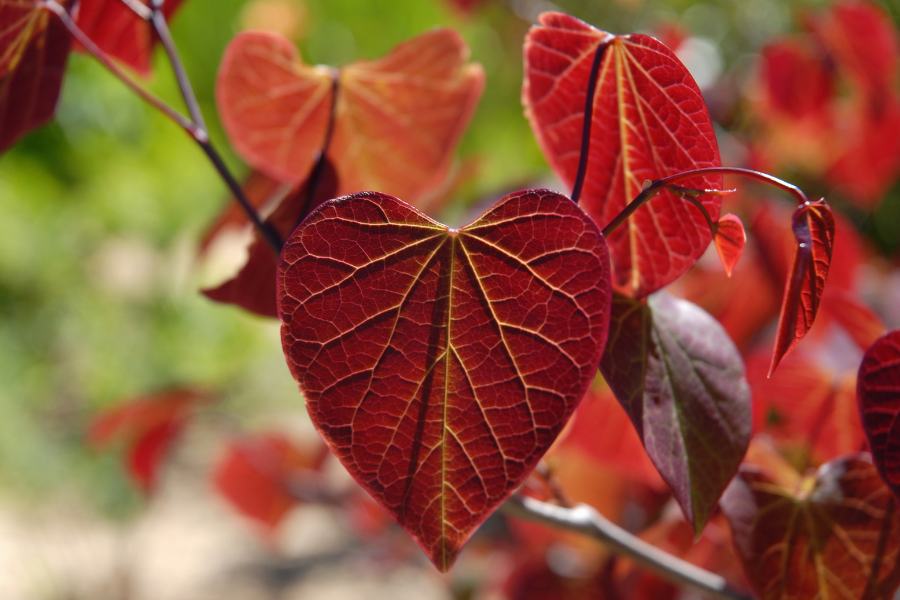 Cercis Judas tree red to orange coloured autumn foliage close up