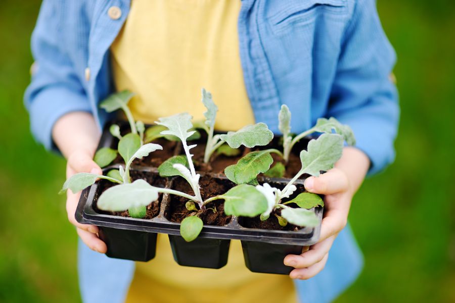 A woman holding a punnet of seedlings ready for transplanting into the garden