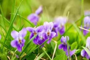 How to Grow Sweet Violet