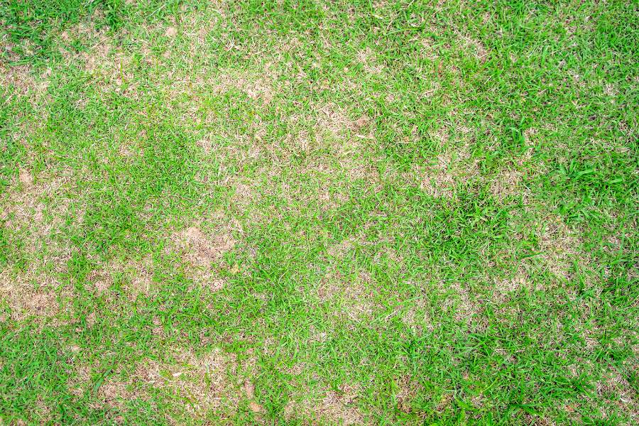 Bare patches in the lawn