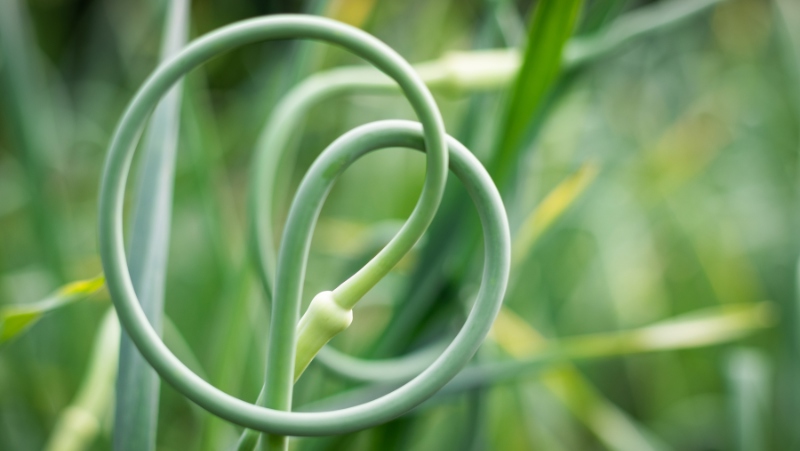 a coiled garlic flower bud a.k.a garlic scape