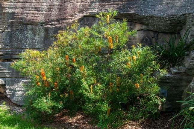 Banksia ericifolia growing in a garden
