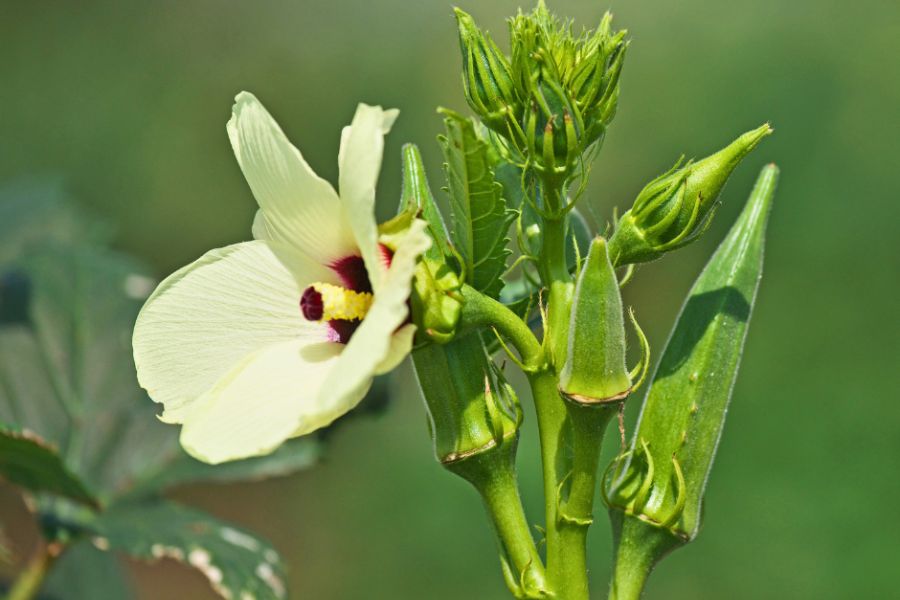 Close up of Okra flowers and fruit 