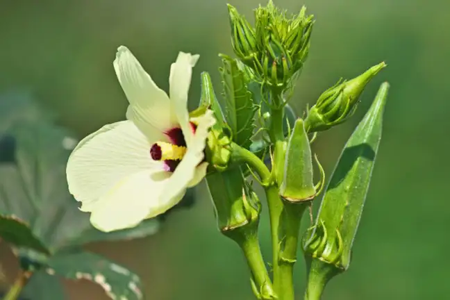 Close up of Okra flowers and fruit