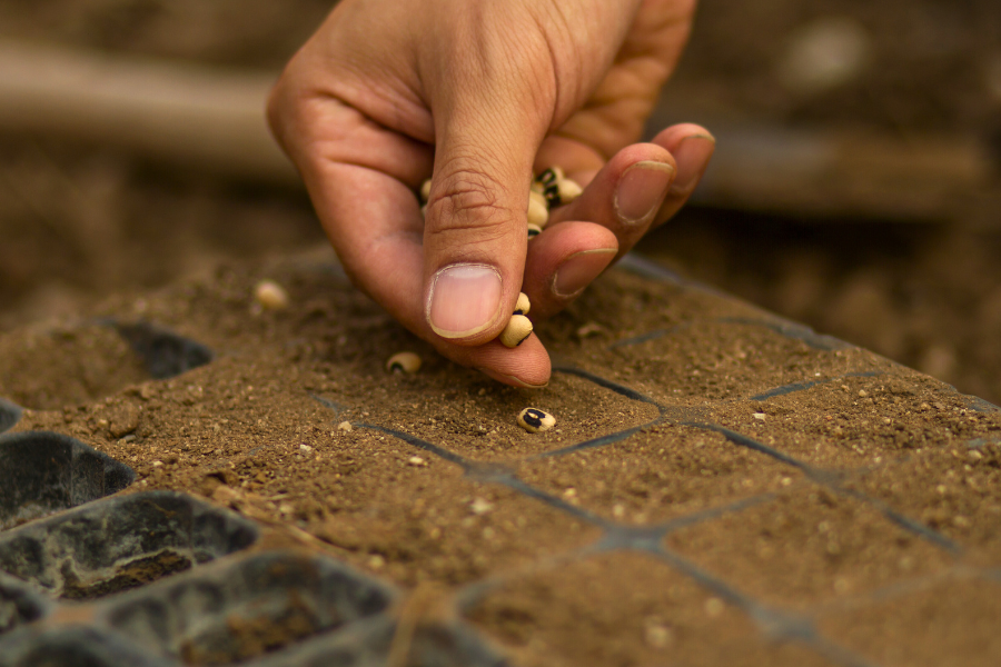 How to grow from seed