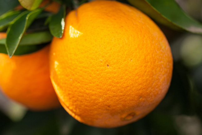 Navel Oranges Spring