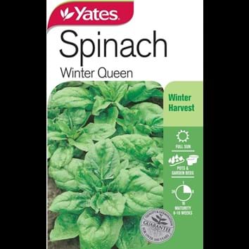 spinach-winter-queen