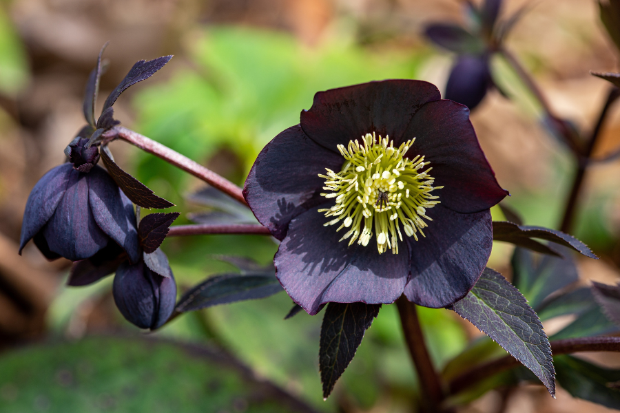Blue Black Hellebore