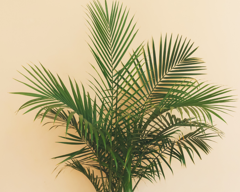 Kentia palms (Howea forsteriana)