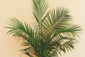 Kentia palms (Howea forsteriana)