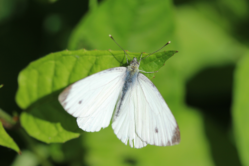 Cabbage White Butterfly