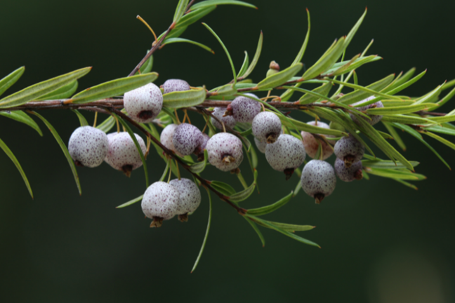 Midyim berries