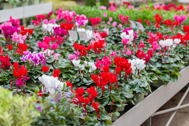 table of mixed cyclamens in flower in colours of red, white, and pinks