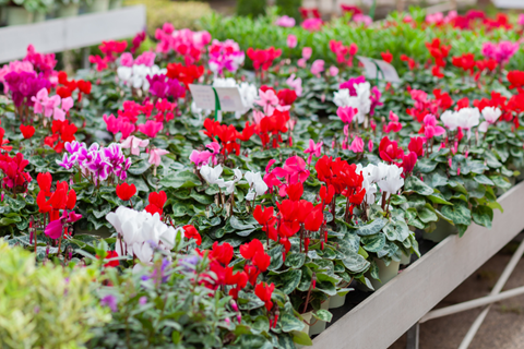 How to Grow Cyclamen