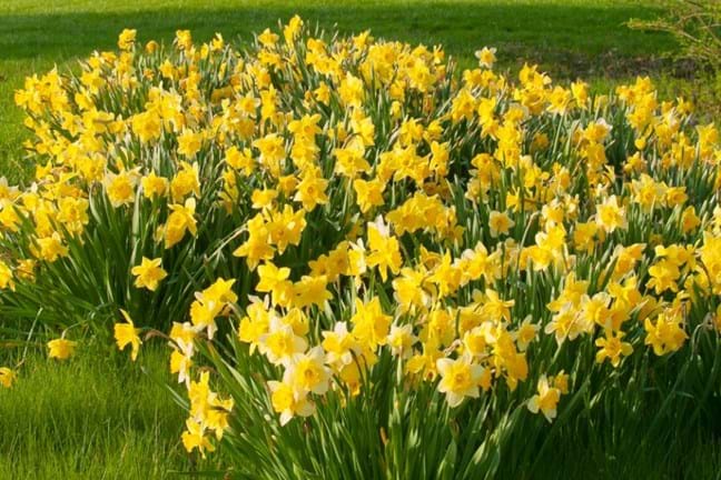 Daffodils naturalised in a lawn