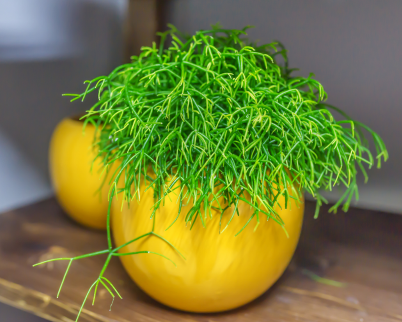 Rhipsalis