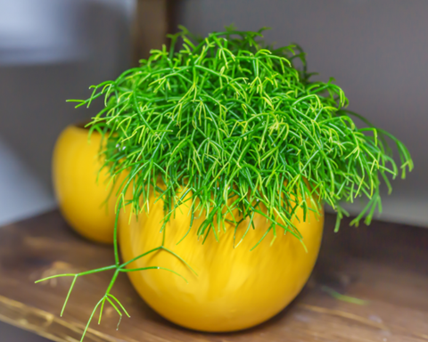 How to Grow Rhipsalis