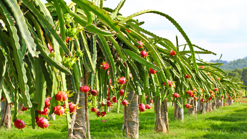 Dragon Fruit 800X451pxls