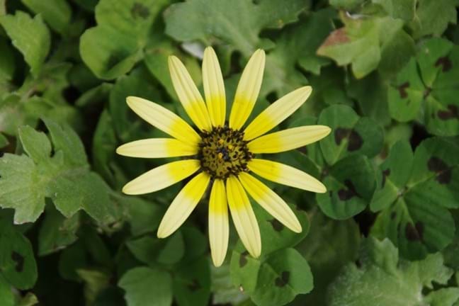 close up photo of a single capeweed daisy-like flower