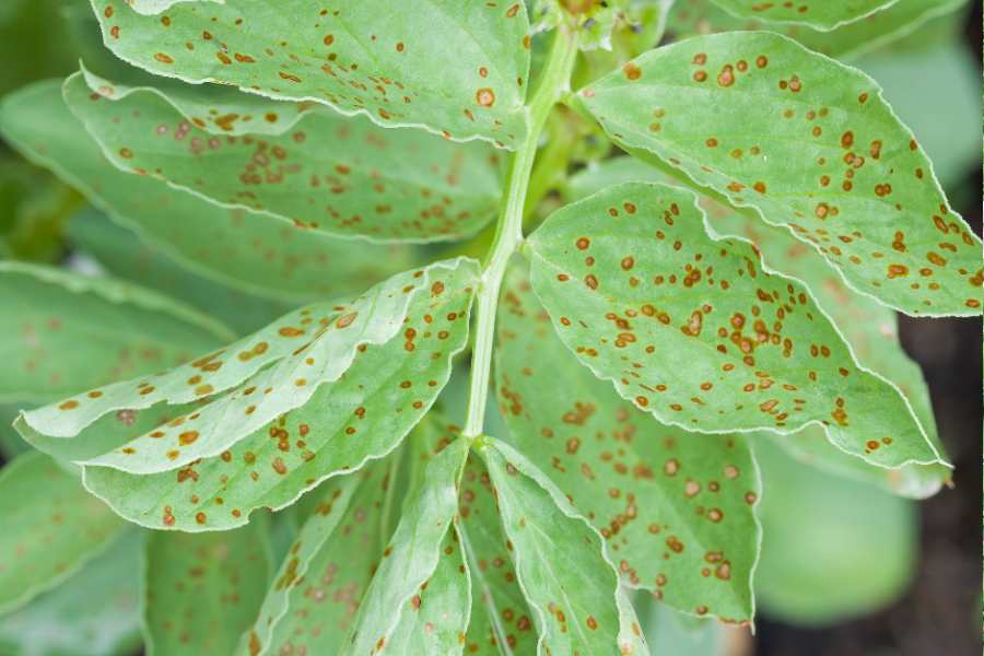 Rust on Broad Beans
