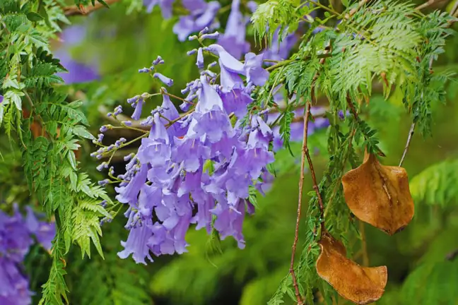 Close up of Jacaranda flowers on the tree with seed pods