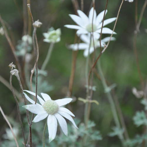 Remove Spent Flower Stalks To Encourage More Flowers Lr (1)